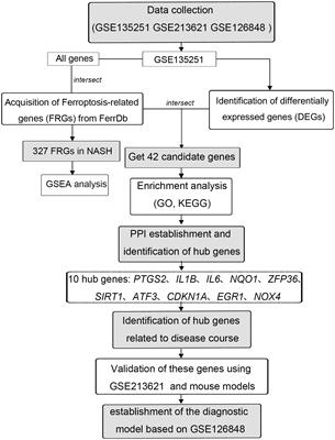 Frontiers Identification Of Ferroptosis Related Genes In The Progress